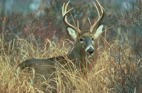 Adult_white_tailed_deer_buck_odocoileus_virginianus