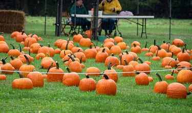 Landis Farms